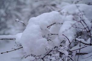 bosque de invierno, ramas de árboles para pasar bajo el peso de la nieve. foto