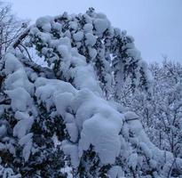 Winter forest, tree branches to go under the weight of snow. photo