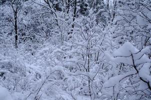 bosque de invierno, ramas de árboles para pasar bajo el peso de la nieve. foto