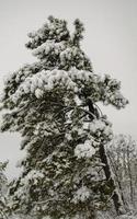 Winter forest, tree branches to go under the weight of snow. photo