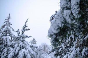 Winter forest, tree branches to go under the weight of snow. photo