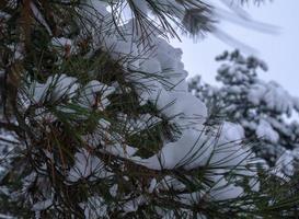 bosque de invierno, ramas de árboles para pasar bajo el peso de la nieve. foto