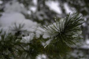 bosque de invierno, ramas de árboles para pasar bajo el peso de la nieve. foto