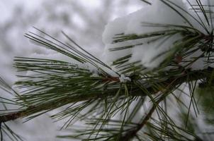 bosque de invierno, ramas de árboles para pasar bajo el peso de la nieve. foto