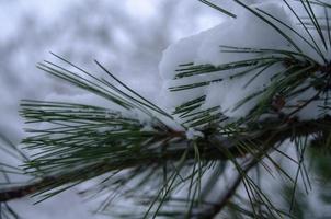 Winter forest, tree branches to go under the weight of snow. photo