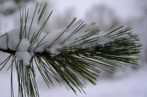 Winter forest, tree branches to go under the weight of snow. photo