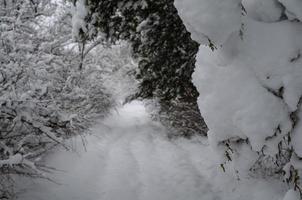 bosque de invierno, ramas de árboles para pasar bajo el peso de la nieve. foto
