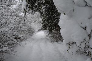 Winter forest, tree branches to go under the weight of snow. photo