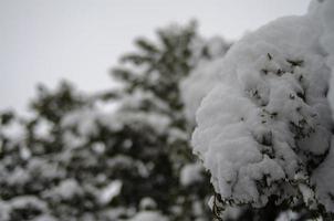 Winter forest, tree branches to go under the weight of snow. photo