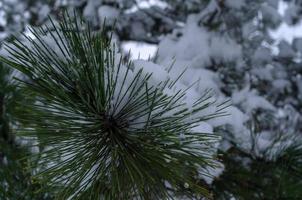 bosque de invierno, ramas de árboles para pasar bajo el peso de la nieve. foto