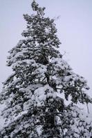 Winter forest, tree branches to go under the weight of snow. photo