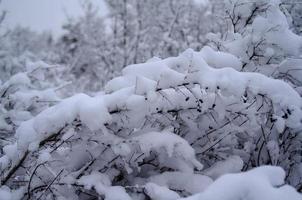 bosque de invierno, ramas de árboles para pasar bajo el peso de la nieve. foto