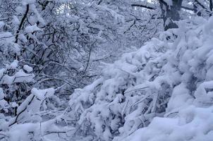 Winter forest, tree branches to go under the weight of snow. photo