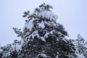 Winter forest, tree branches to go under the weight of snow. photo