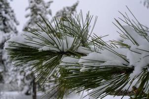 Winter forest, tree branches to go under the weight of snow. photo