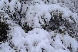 bosque de invierno, ramas de árboles para pasar bajo el peso de la nieve. foto