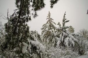 Winter forest, tree branches to go under the weight of snow. photo