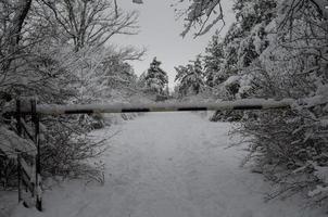 bosque de invierno, ramas de árboles para pasar bajo el peso de la nieve. foto