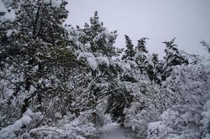 bosque de invierno, ramas de árboles para pasar bajo el peso de la nieve. foto