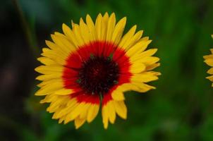 Orange flower on a green background photo