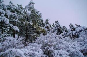 bosque de invierno, ramas de árboles para pasar bajo el peso de la nieve. foto