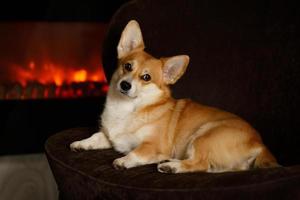 A cute corgi dog lies on the sofa by fireplace enjoying the warmth and comfort