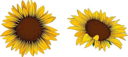 Set of two sunflowers isolated on a white background. vector