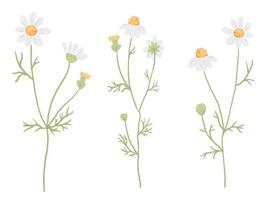 beautiful minimal hand drawn white chamomile flower collection isolated on white background vector