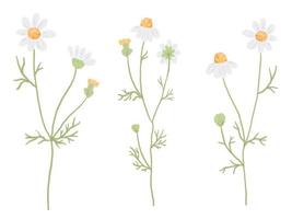 beautiful minimal hand drawn white chamomile flower collection isolated on white background vector