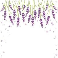 vector lavender purple flower,relax and peace