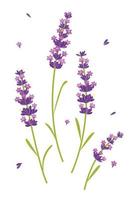 vector lavender purple flower,relax and peace