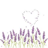 vector lavender purple flower,relax and peace