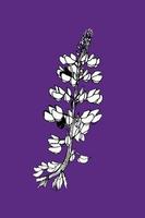 Lupins hand drawn black and white vector illustration on a violet background. Lupine flower botanical design.