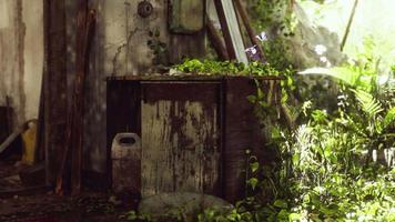 ruined abandoned overgrown by plants interior video