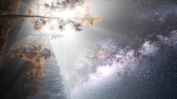 galáxia via láctea sobre floresta