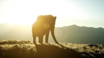 vecchio elefante africano che cammina nella savana contro il tramonto video