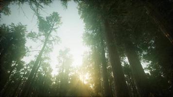 paesaggio nebbioso del tramonto della foresta di sequoie video