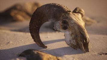 Schädel mit Widderhörnern am Strand video