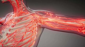 Blood Vessels of Human Body video