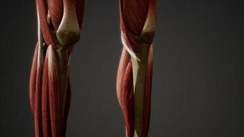 sistema muscolare dell'animazione del corpo umano video