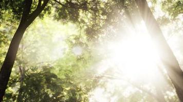 forêt de mélèzes avec lumière du soleil et ombres au lever du soleil
