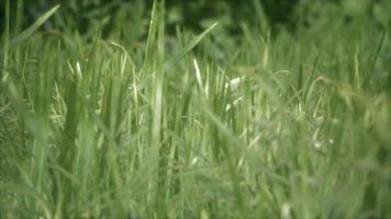 frisches grünes gras auf dem wald video