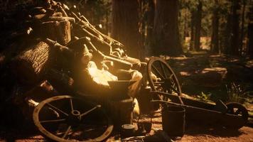 Preparation of firewood for the winter in forest at sunset video