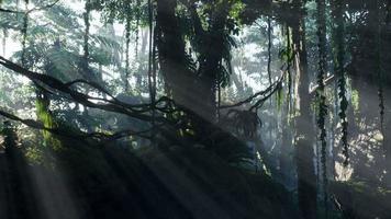 nebliger Dschungelregenwald im Nebel video