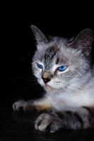 foto de gato gris rayado enojado con ojos azules.