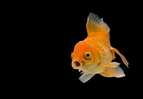 Emotion stance of Goldfish, Isolate on black background. photo