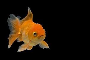 Emotion stance of Goldfish, Isolate on black background. photo