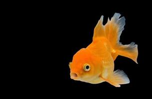 Emotion stance of Goldfish, Isolate on black background. photo