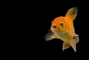 Emotion stance of Goldfish, Isolate on black background. photo