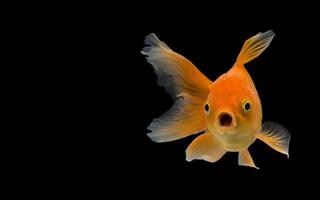 Emotion stance of Goldfish, Isolate on black background. photo